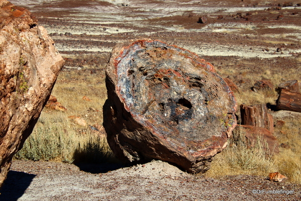 18 Petrified Forest