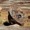 18 Petrified Forest