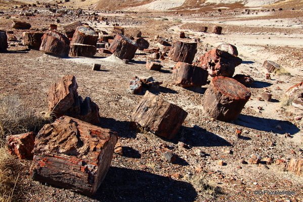 19 Petrified Forest