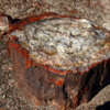 20 Petrified Forest