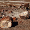 22 Petrified Forest