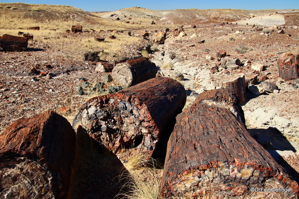 23 Petrified Forest