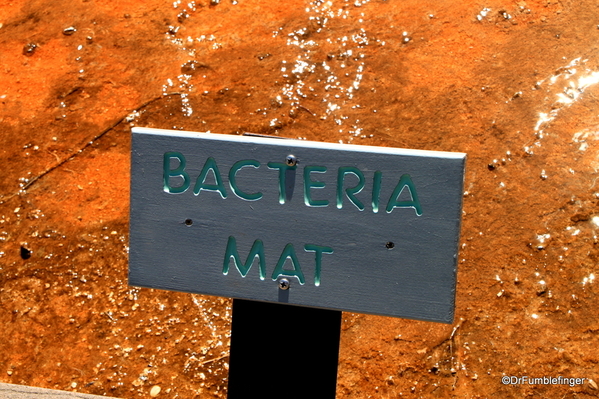08 Bacterial Mat