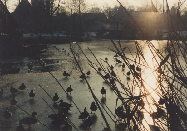 Wornitz River Ducks