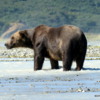 01 Alaska Brown Bear