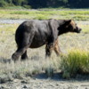 02 Alaska Brown Bear