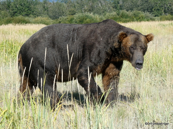 03 Alaska Brown Bear