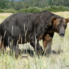 03 Alaska Brown Bear