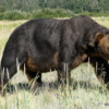 04 Alaska Brown Bear