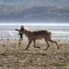 Gray Wolf, Katmai National Park, Alaska