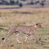 5_cheetah-Anthony Trivet_640