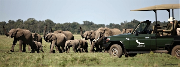 7_Africa-Kenya-Masai-Mara-Kichwa-Experience-Game-Drive-elephant