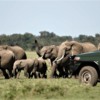 7_Africa-Kenya-Masai-Mara-Kichwa-Experience-Game-Drive-elephant