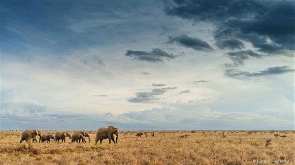 8_elephant-herd-in-kenya