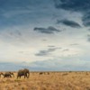 8_elephant-herd-in-kenya