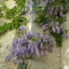 Wisteria growing on a hundreds year old wall at Abbey Fountrevaud