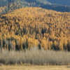 Larches in their fall colors, Crowsnest Pass, British Columbia