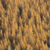 A thick stand of larches, Crowsnest Pass, British Columbia
