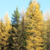 Larches in their fall colors, Crowsnest Pass, British columbia