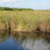 The "River of Grass".  Florida's Everglades