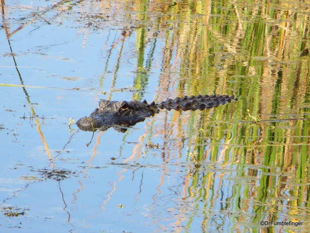 Alligator lurking in the Everglades -- on the hunt
