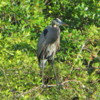 Great Blue Heron, Florida Everglades
