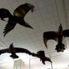 Birds in Flight, Tampa International Airport, Florida