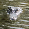 Alligator, Everglades National Park, Florida