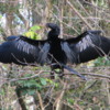 Anhinga (female), controlling body temperature by spreading her wings