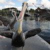 Pelican hitch-hikers, Everglades City, Florida