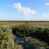Last pic of the Everglades!  Take from the observation tower in Shark Valley
