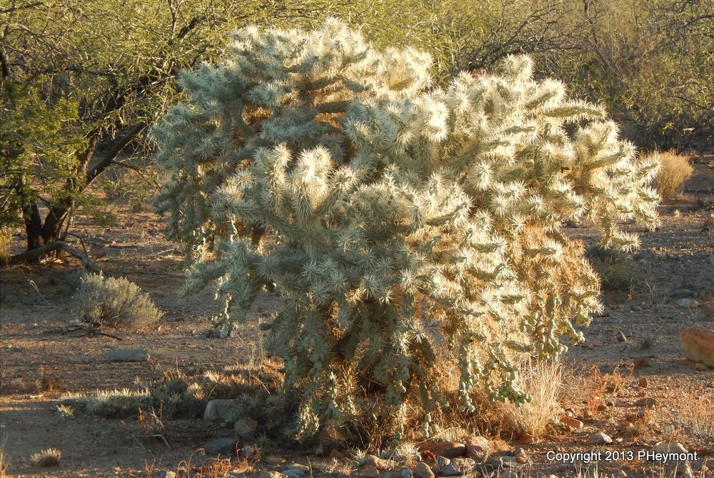 It's not snow: silvery cholla cactus, backlit, Christmas Day in Green Valley, AZ
