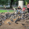 Buenos Aires  -- family feeding the pigeons in a park