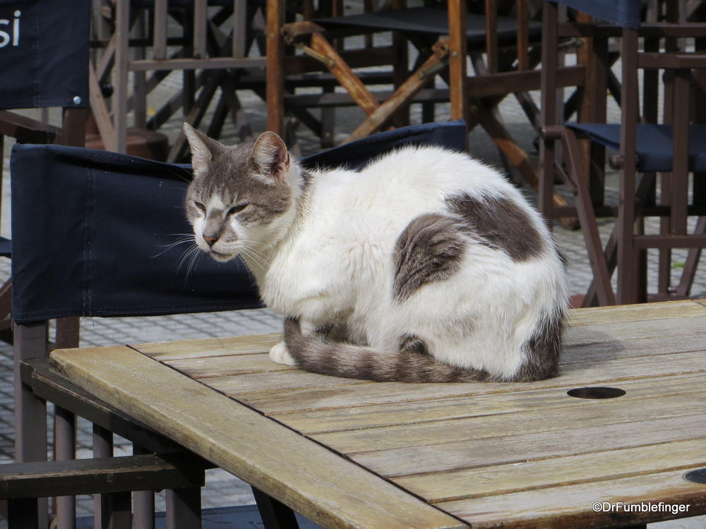 Feral cat, Buenos Aires.  Sitting on a cafe table in Recoleta