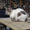 Feral cat, Buenos Aires.  Sitting on a cafe table in Recoleta