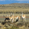 Guanacos, Patagonian Steppe