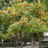 Oranges growing in Seville park