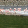 Chilean flamingos,  Torres Del Paine National Park, Chile