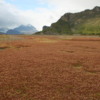 Some of the scenery on our hike in Tierra Del Fuego, Chile