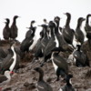 Imperial cormorants on Santa Cruz Island, Chile