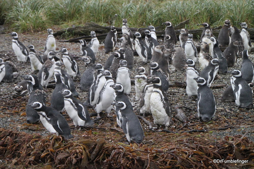Magellan Penguin rookery on Santa Cruz Island, Chile