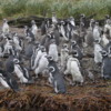 Magellan Penguin rookery on Santa Cruz Island, Chile
