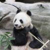 Panda, San Diego Zoo