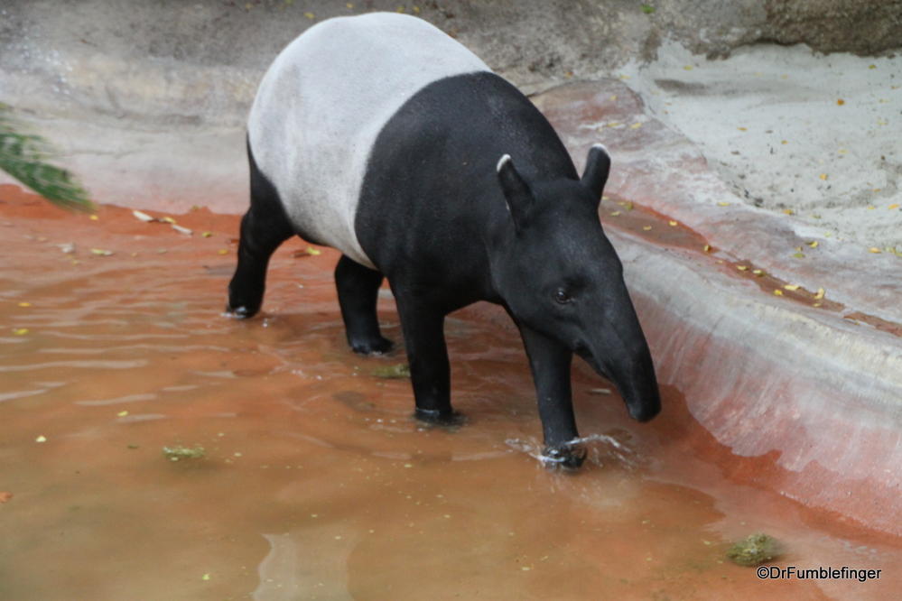 Malayan Tapir, San Diego Zoo
