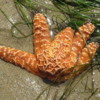 Sea Star in a Tidepool, Crystal Cove State Park, Newport Beach, California