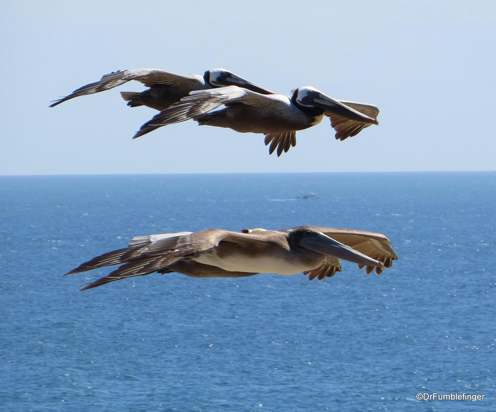 Pelicans gliding by at eye-level, Crystal Cove State Park, Newport Beach, California