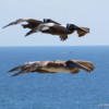 Pelicans gliding by at eye-level, Crystal Cove State Park, Newport Beach, California