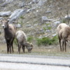 Mountain sheep, Crowsnest Pass, British Columbia