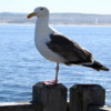 Seagull, Cannery Row, Monterey, California