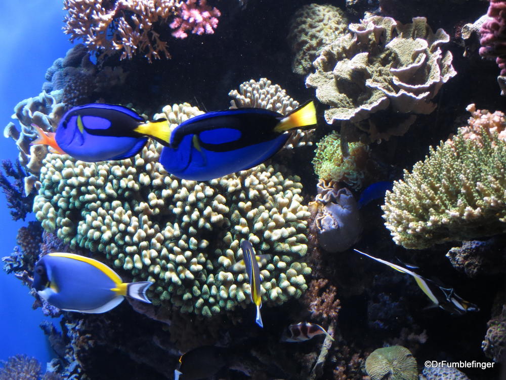 Tropical Reef display, Monterey Bay Aquarium